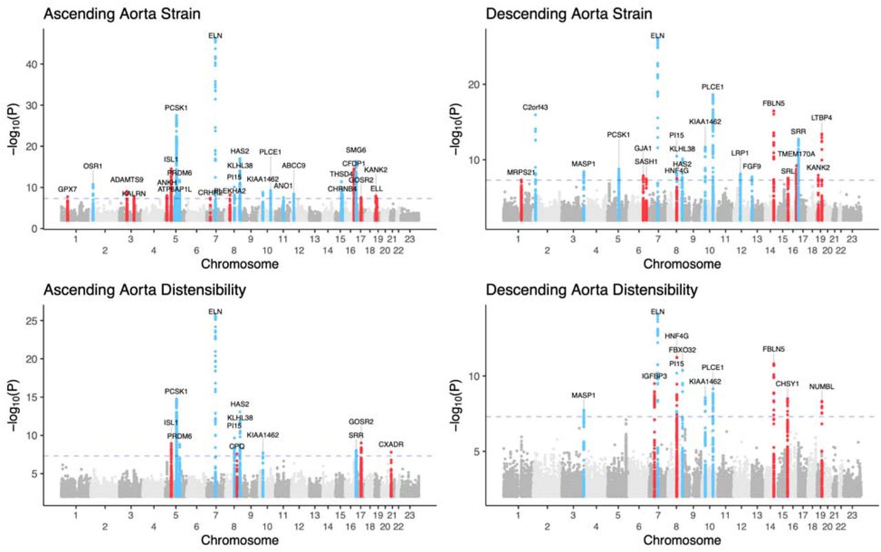 The Genetic Determinants of Aortic Distension  medRxiv