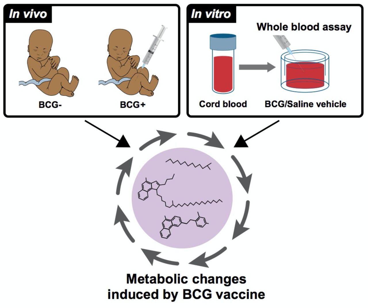 Bo Fok Fok Sex - Bacille Calmette-GuÃ©rin vaccine reprograms human neonatal lipid metabolism  in vitro and in vivo | medRxiv