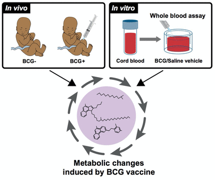 Graphical abstract: