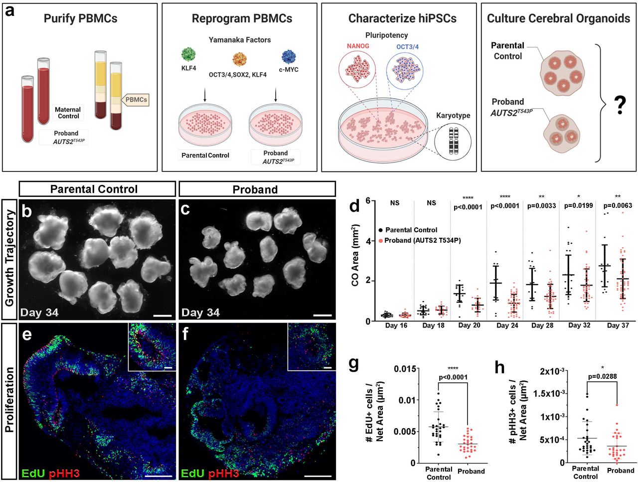 NRF1 Association with AUTS2-Polycomb Mediates Specific Gene Activation in  the Brain