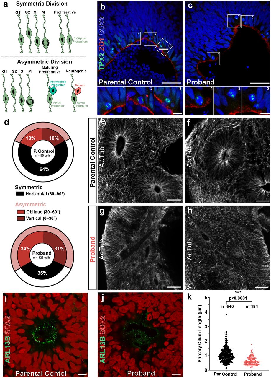 NRF1 Association with AUTS2-Polycomb Mediates Specific Gene Activation in  the Brain