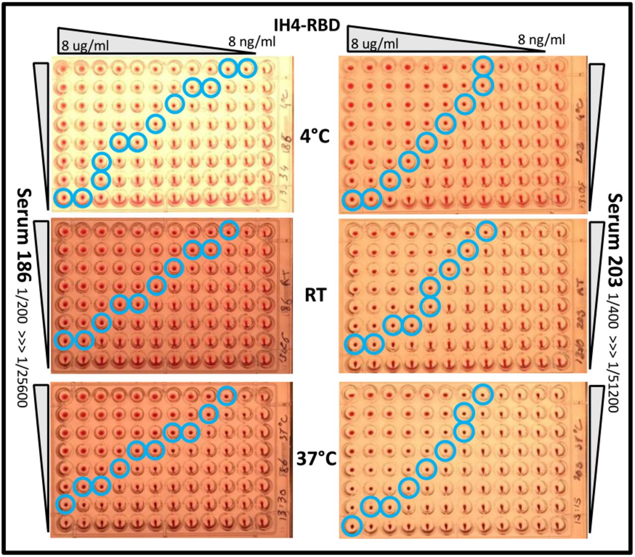 HAT-field: a cheap, robust and quantitative point-of-care