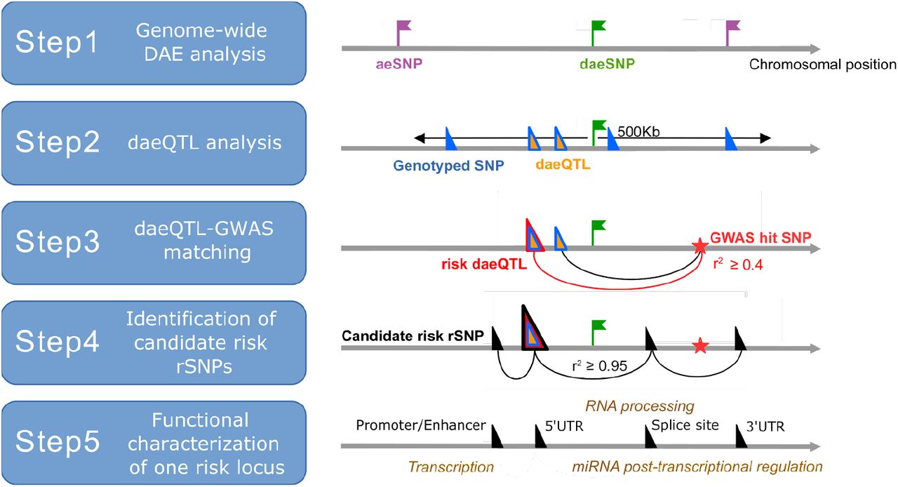 Effects of BRCA2 cis-regulation in normal breast and cancer risk amongst  BRCA2 mutation carriers, Breast Cancer Research