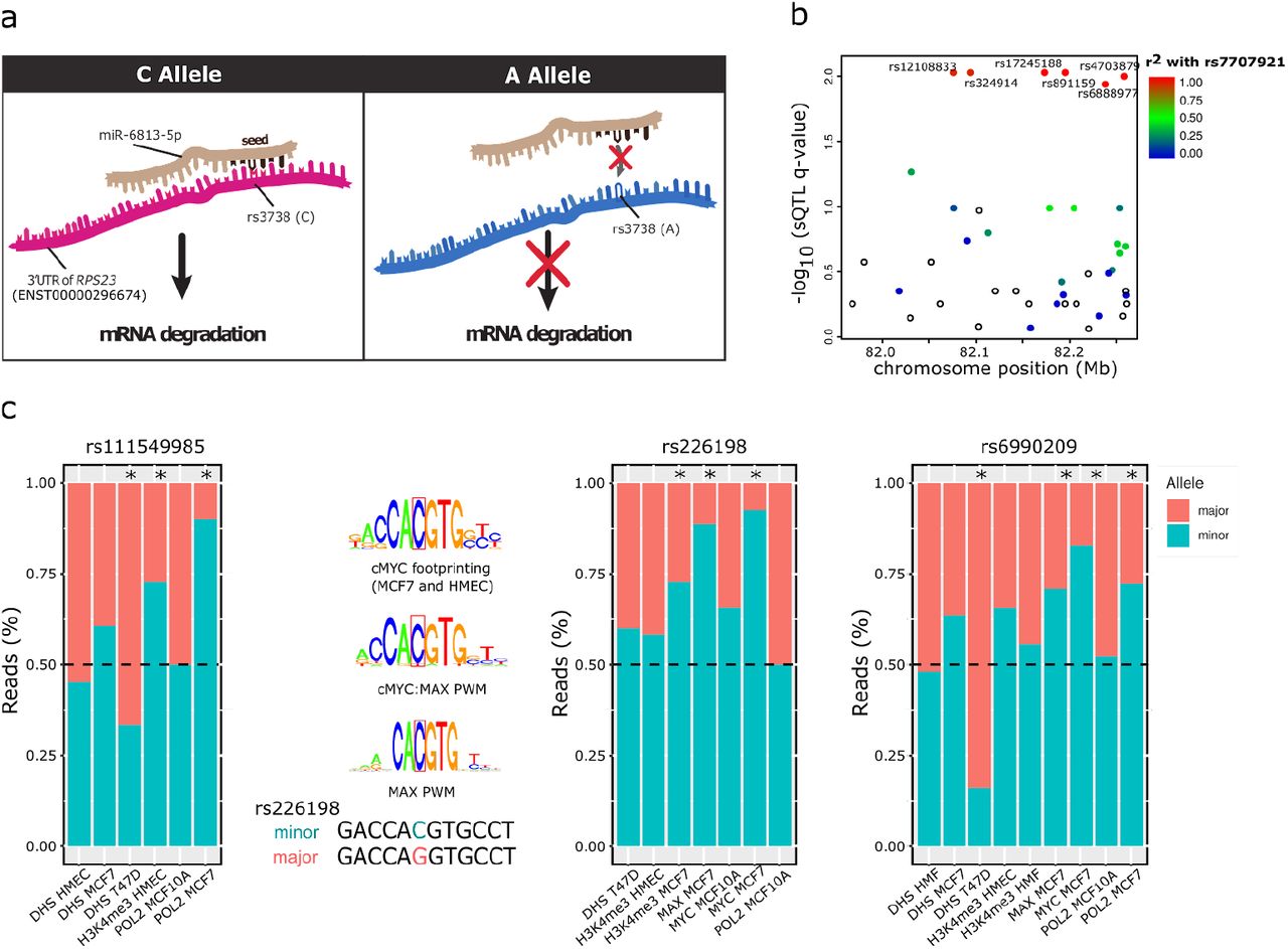 Effects of BRCA2 cis-regulation in normal breast and cancer risk amongst  BRCA2 mutation carriers, Breast Cancer Research