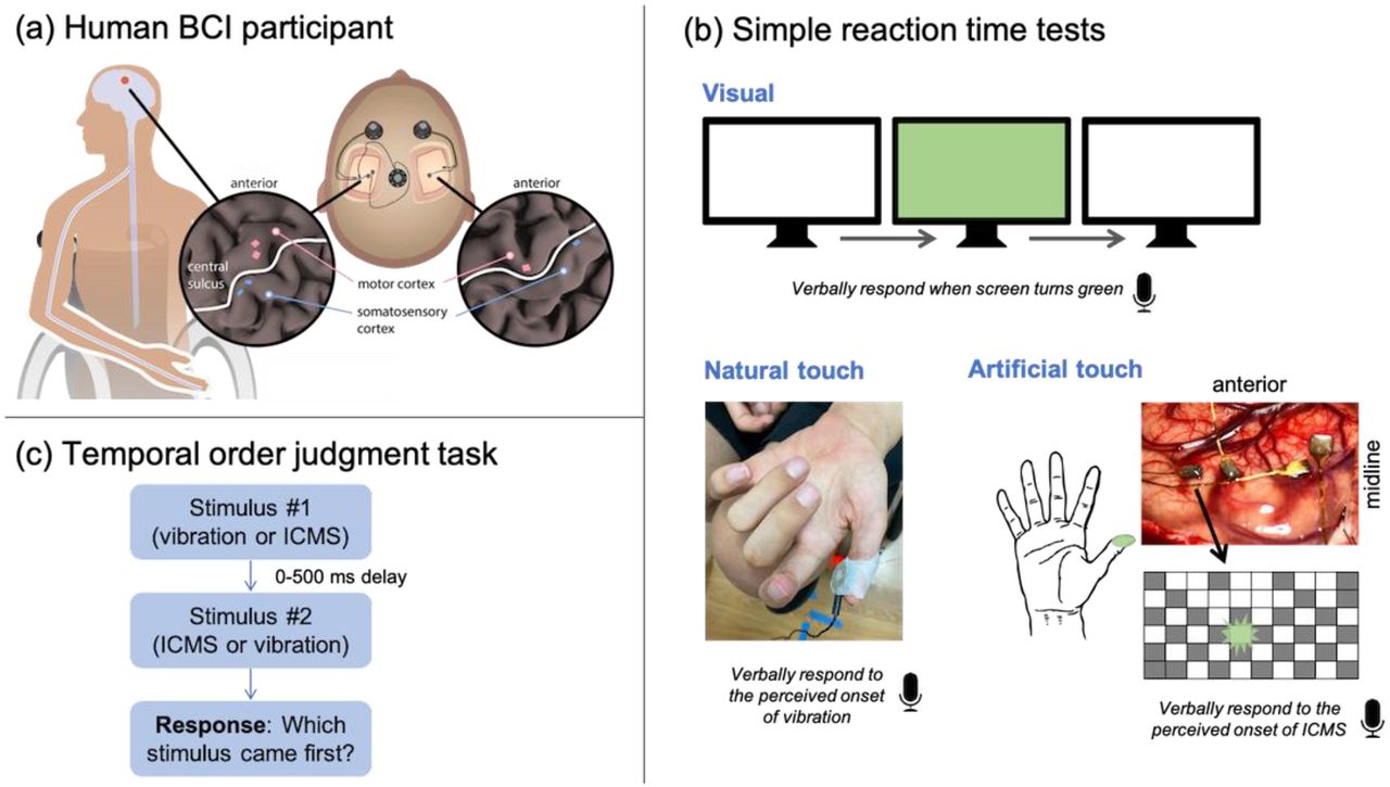 A brain-computer interface that evokes tactile sensations improves robotic  arm control