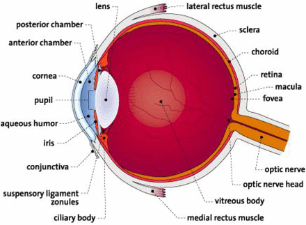 Fig. 1: