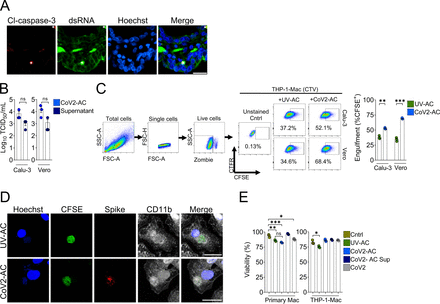 Figure 1 – figure supplement 1.