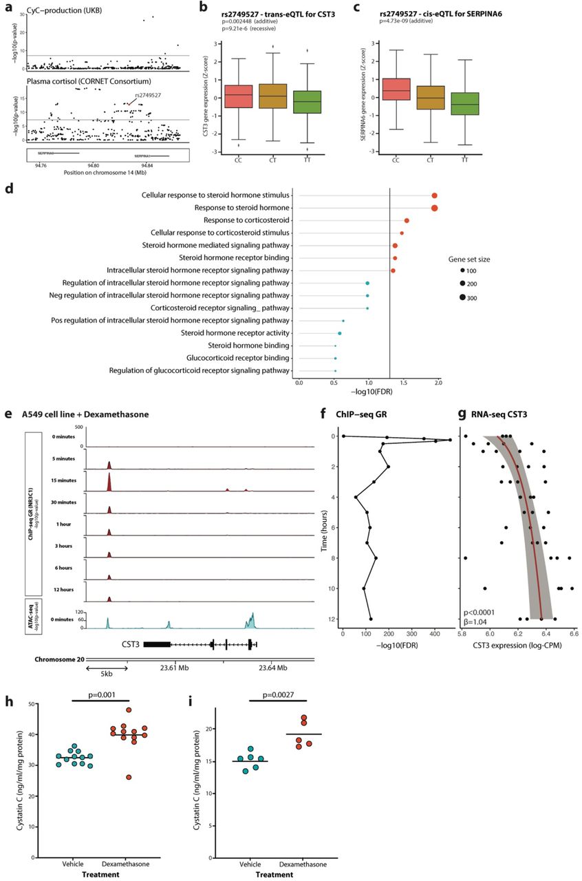 Cystatin C is glucocorticoid responsive, directs recruitment of