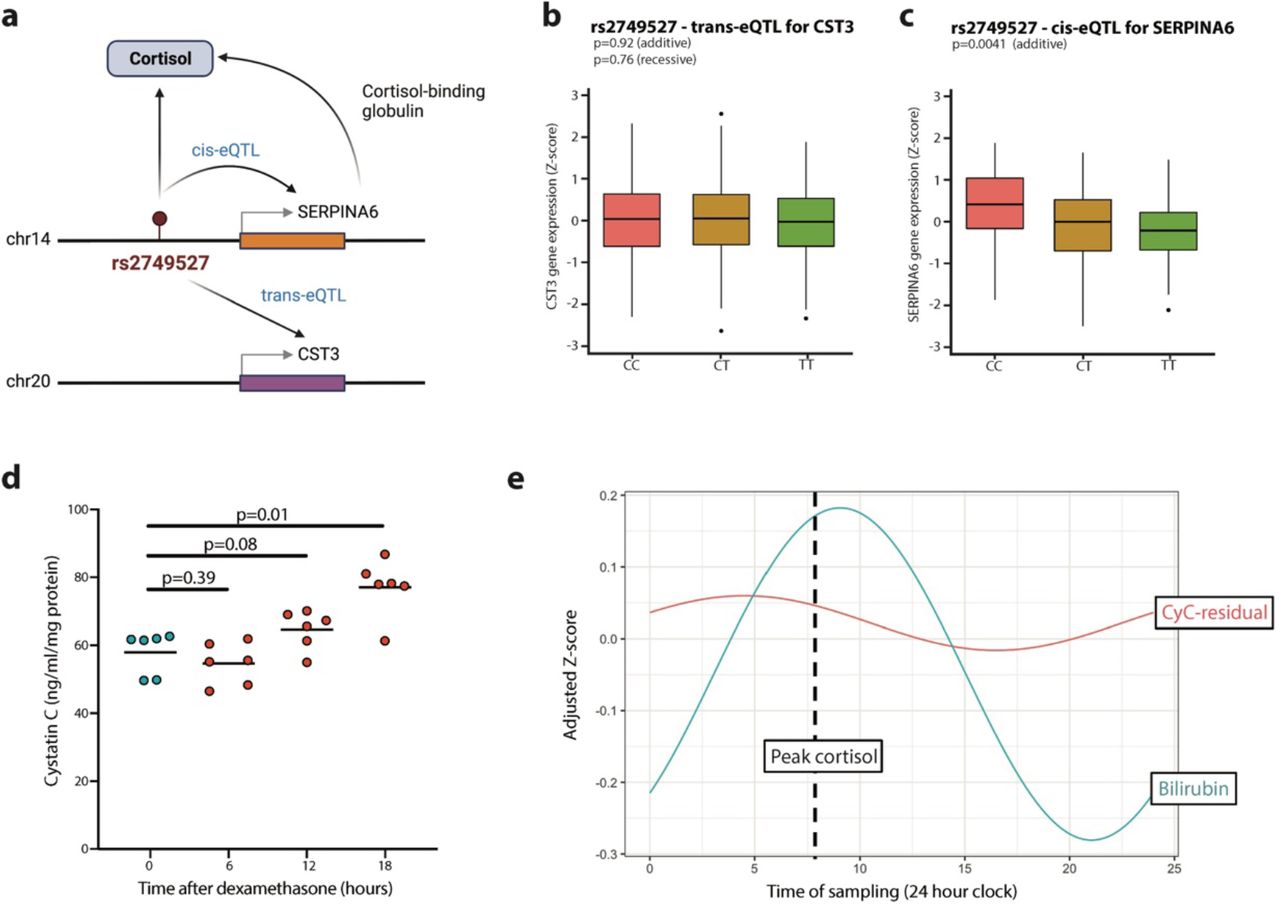 Cystatin C is glucocorticoid responsive, directs recruitment of