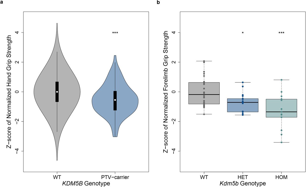 Rare genetic variants impact muscle strength | medRxiv