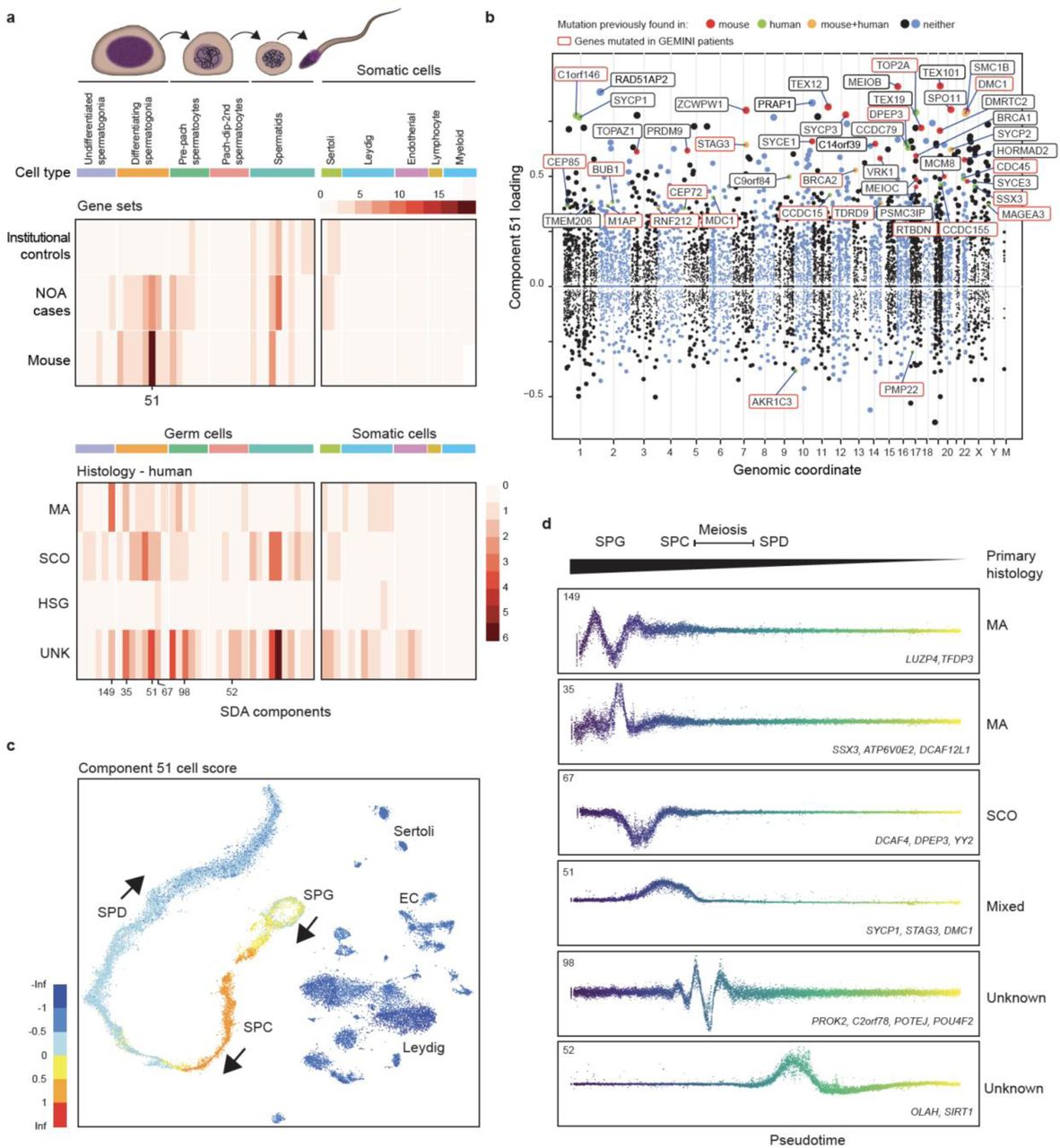 Diverse Monogenic Subforms of Human Spermatogenic Failure | medRxiv