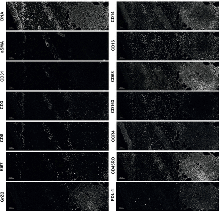 Extended data Fig. 3.