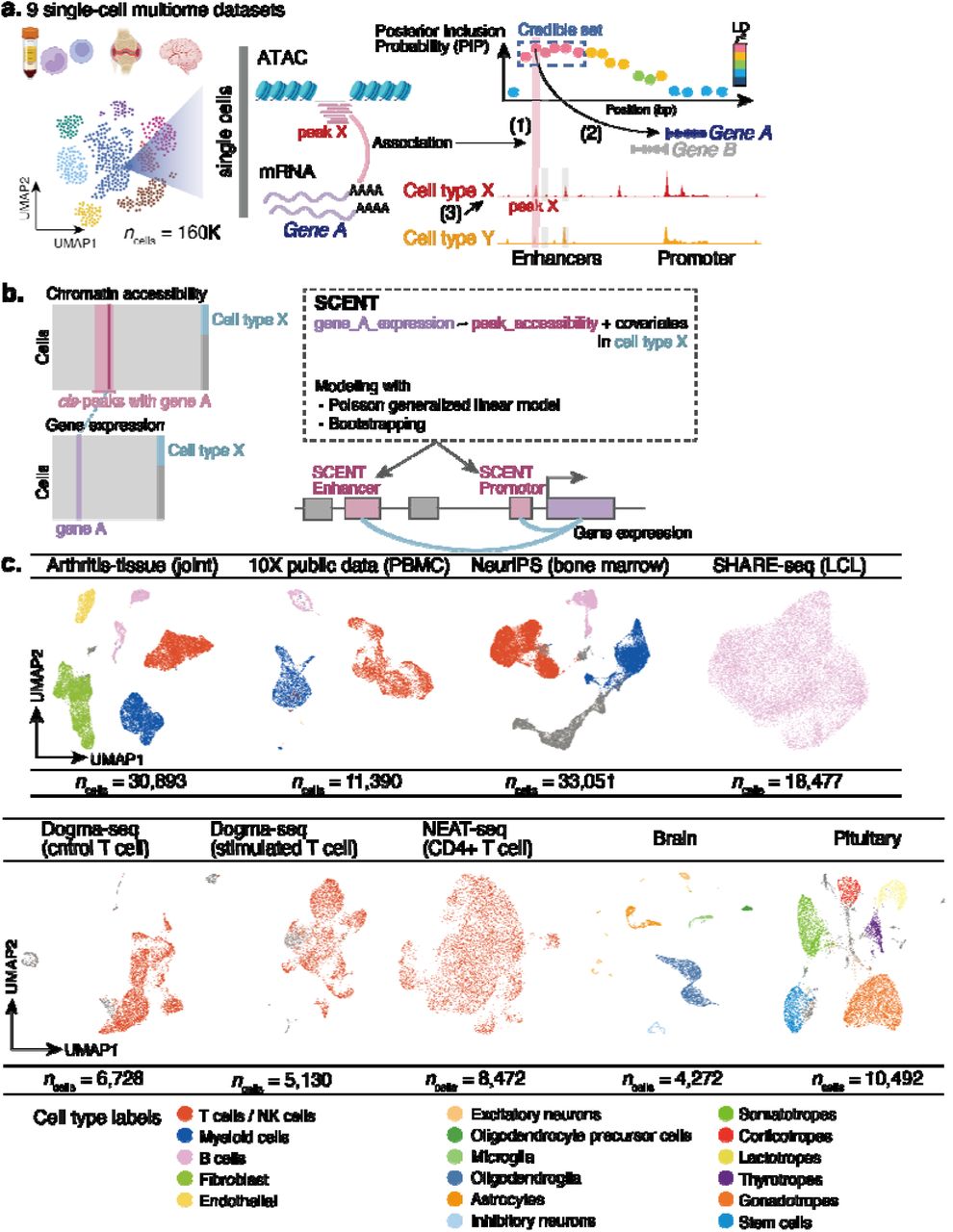 Single-Cell Epigenomics and Functional Fine-Mapping of