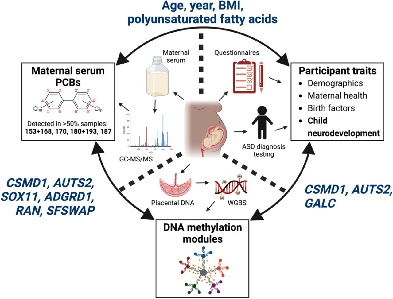 Assessment of Polychlorinated Biphenyls and Their Hydroxylated Metabolites  in Postmortem Human Brain Samples: Age and Brain Region Differences