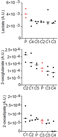 Figure 2- Figure Supplement 2C.