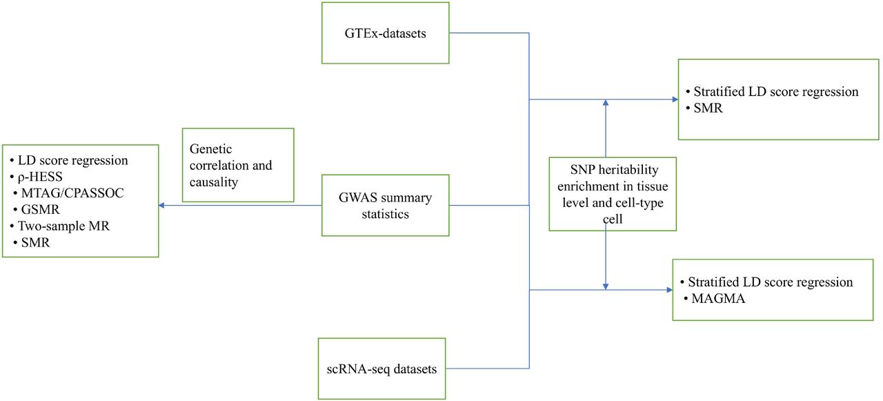 Body size and risk of MS in two cohorts of US women