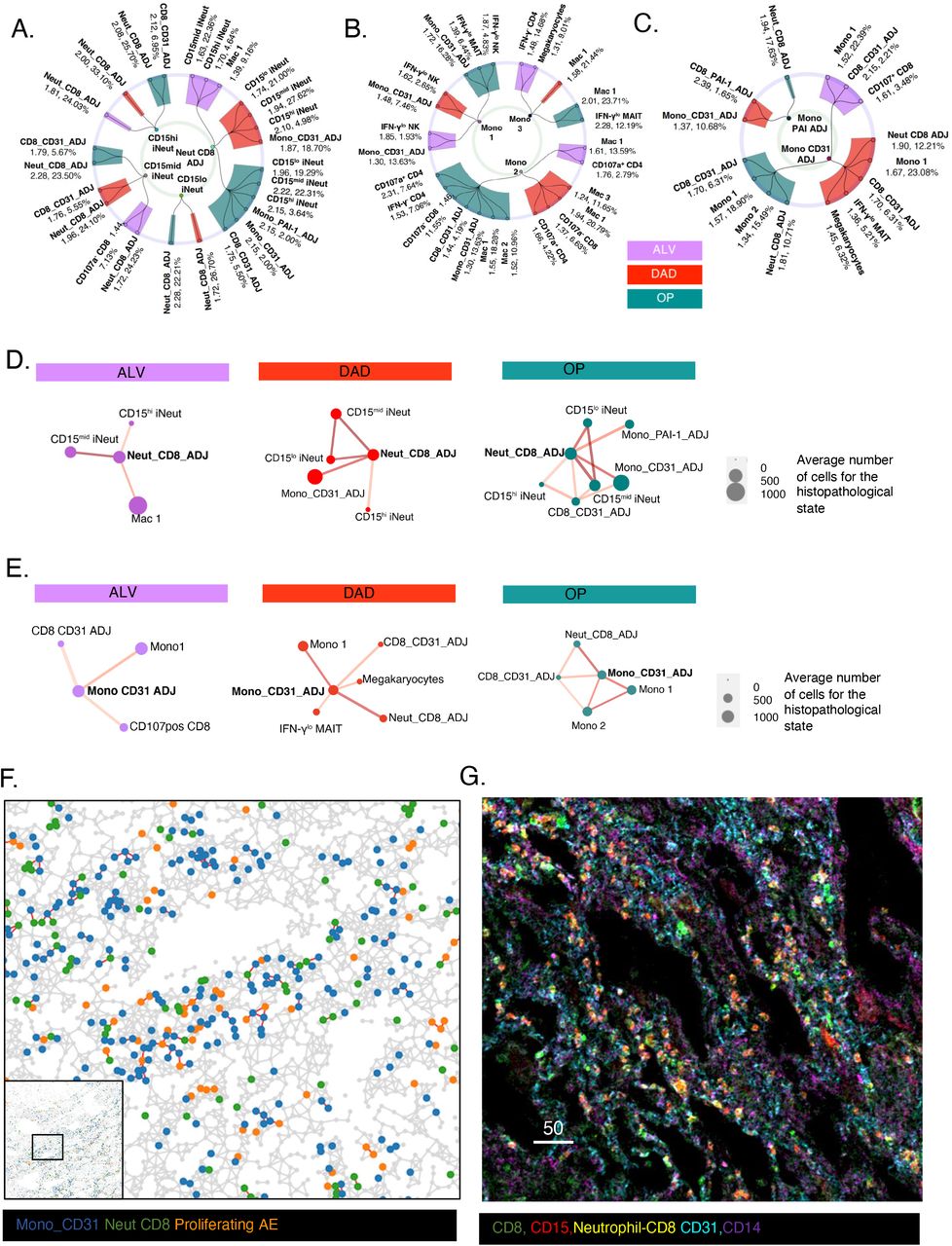 Unbiased single cell spatial analysis localises inflammatory clusters of  immature neutrophils-CD8 T cells to alveolar progenitor cells in fatal  COVID-19 lungs | medRxiv