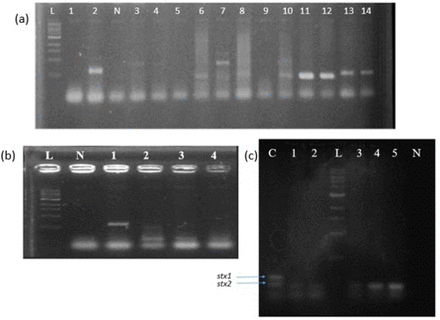 Figure 1: