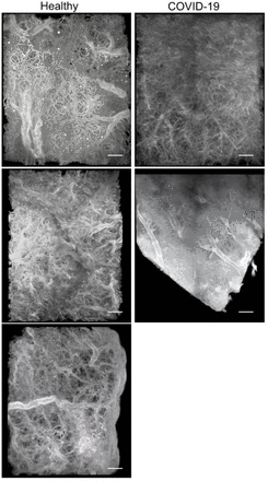 Supplementary figure 1.