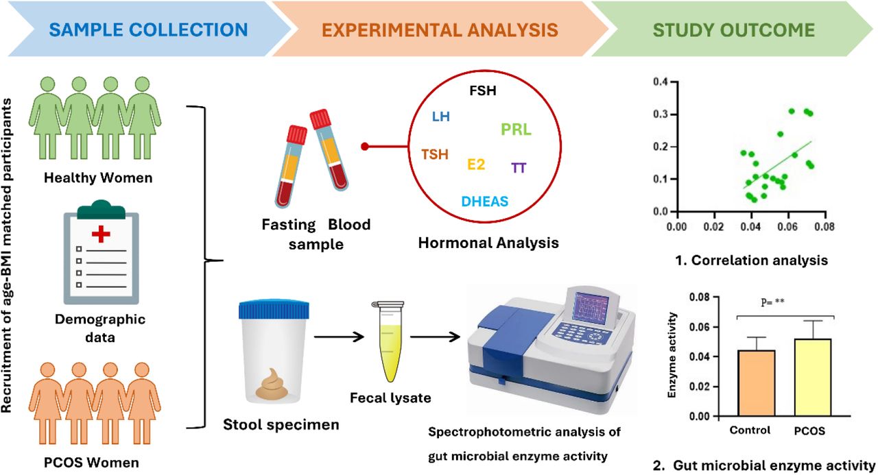 Assessment Of Gut Microbial β-Glucuronidase And β-Glucosidase Activity ...