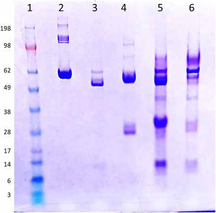 Figure 6: