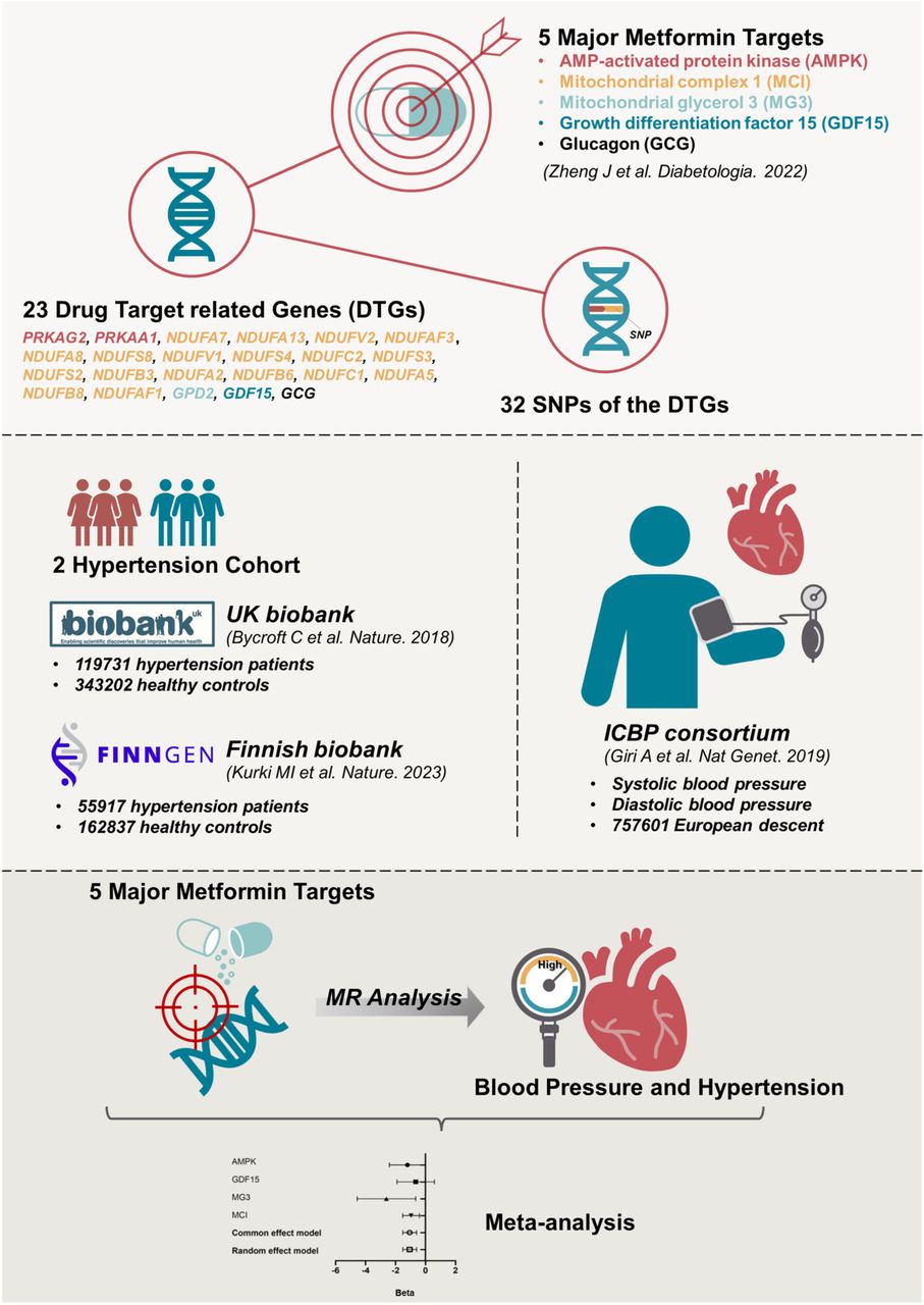 Genetically proxied therapeutic effect of metformin use, blood ...