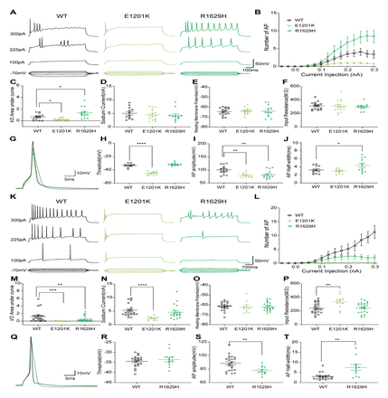 FIGURE 4: