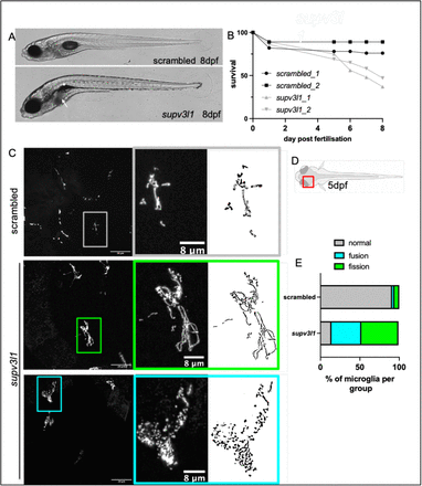 Figure 2: