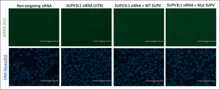 Supplementary Figure 1