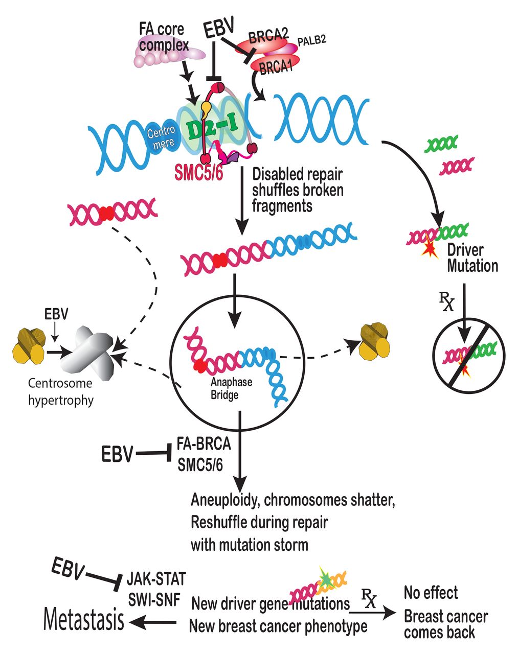 Effects of BRCA2 cis-regulation in normal breast and cancer risk amongst  BRCA2 mutation carriers, Breast Cancer Research