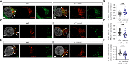 FIGURE 3: