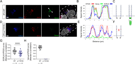 FIGURE 4: