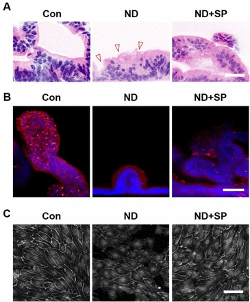 Supplementary Figure 1: