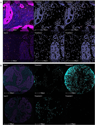 Figure 4: