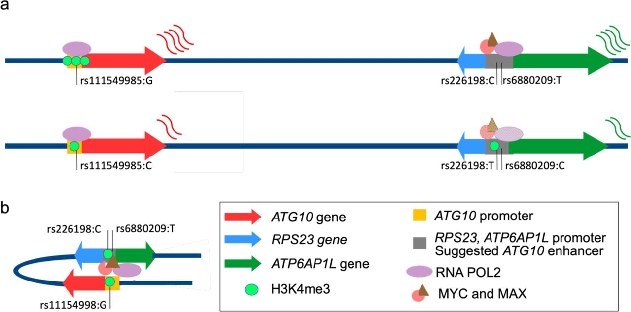 Effects of BRCA2 cis-regulation in normal breast and cancer risk amongst  BRCA2 mutation carriers, Breast Cancer Research