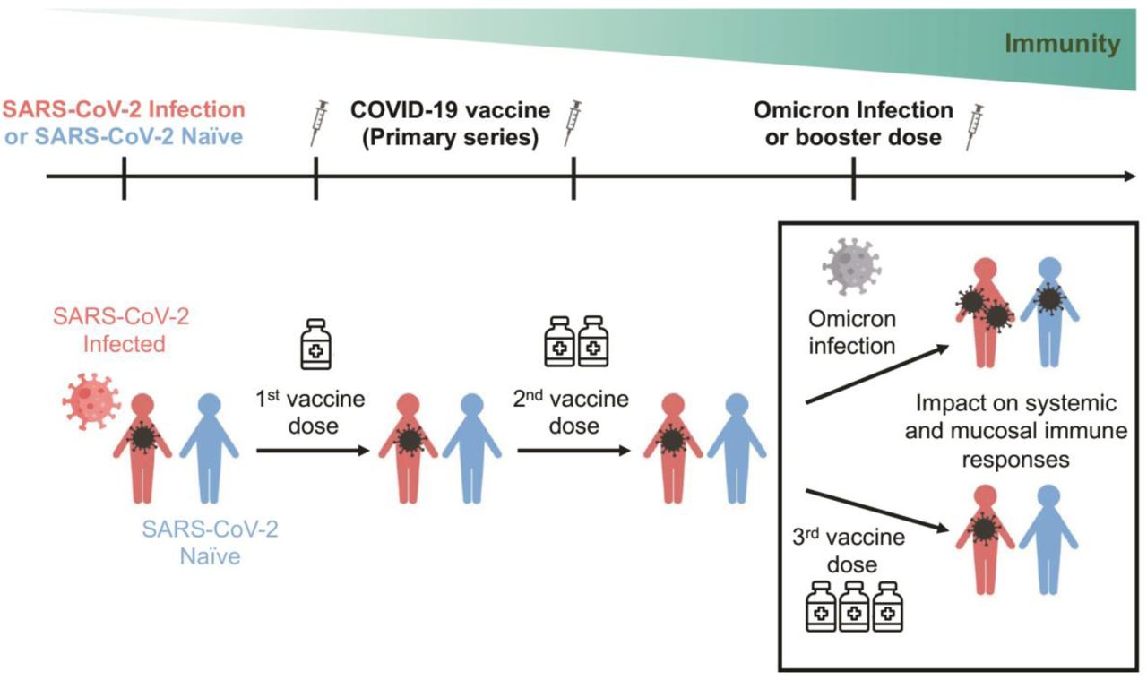 Omicron Breakthrough Infection Elicits Superior Humoral And Mucosal ...