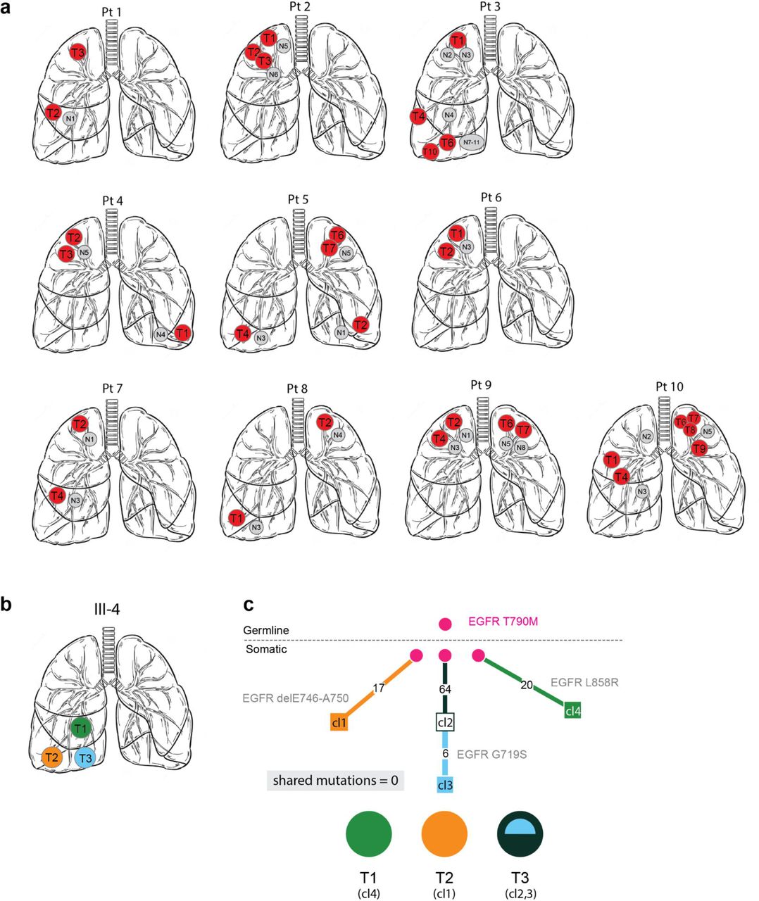 Germline mutations and developmental mosaicism underlying EGFR 