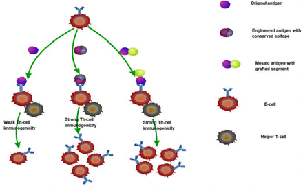 Figure 7b :