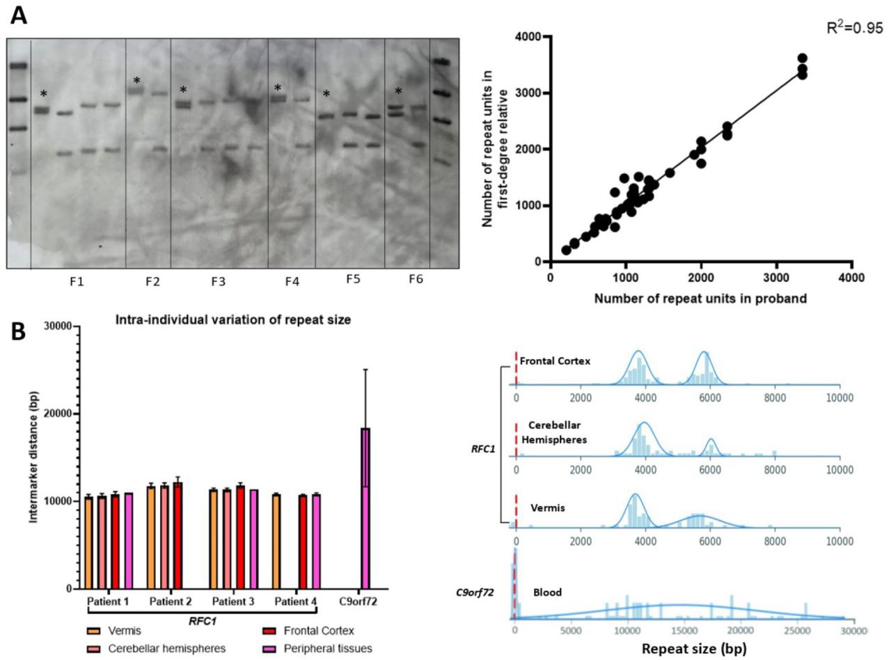 Role of the repeat expansion size in predicting age of onset and severity  in RFC1 disease | medRxiv