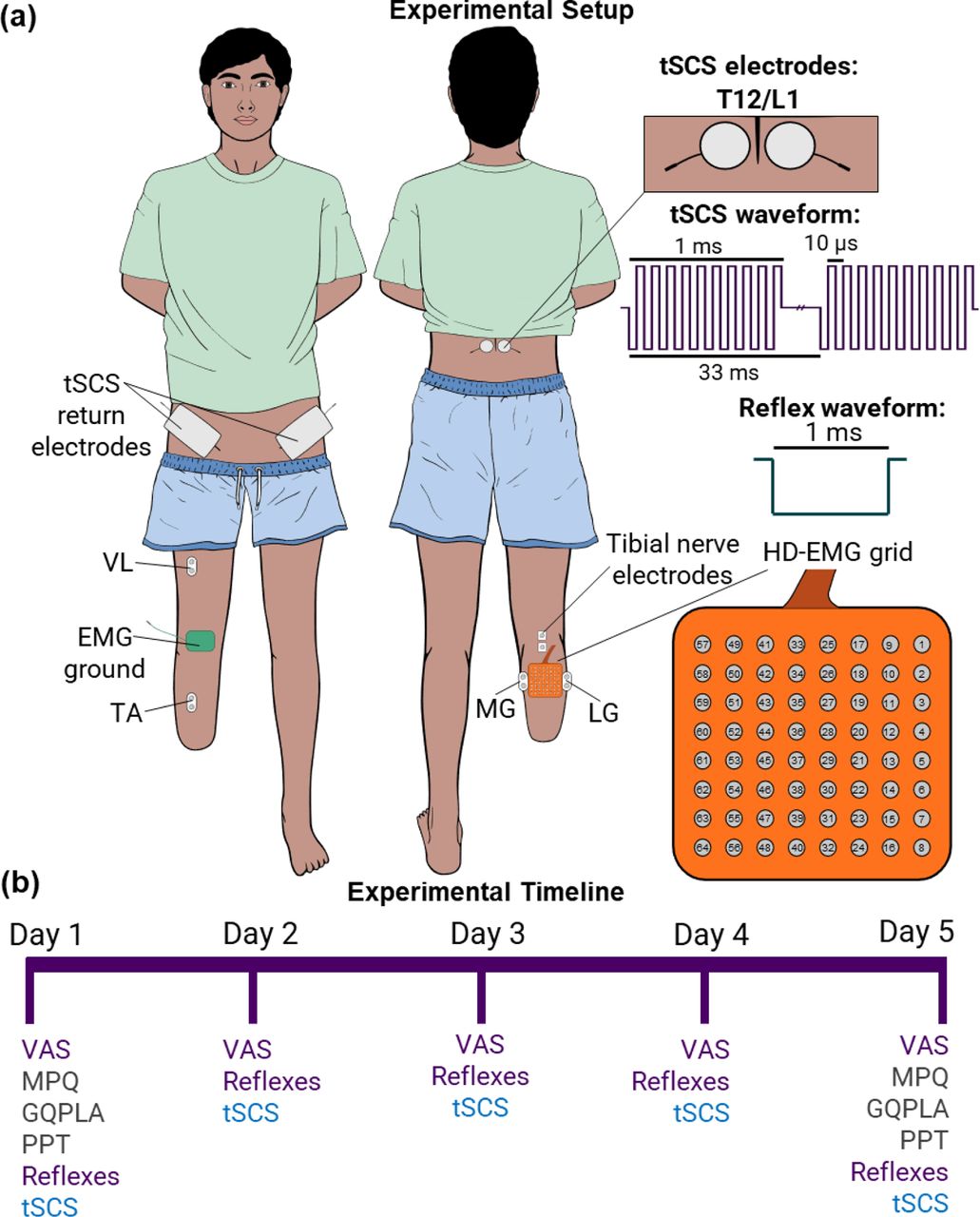 Bilateral Transcutaneous Electrical Nerve Stimulation Improves Upper Limb  Motor Recovery in Stroke: A Randomized Controlled Trial