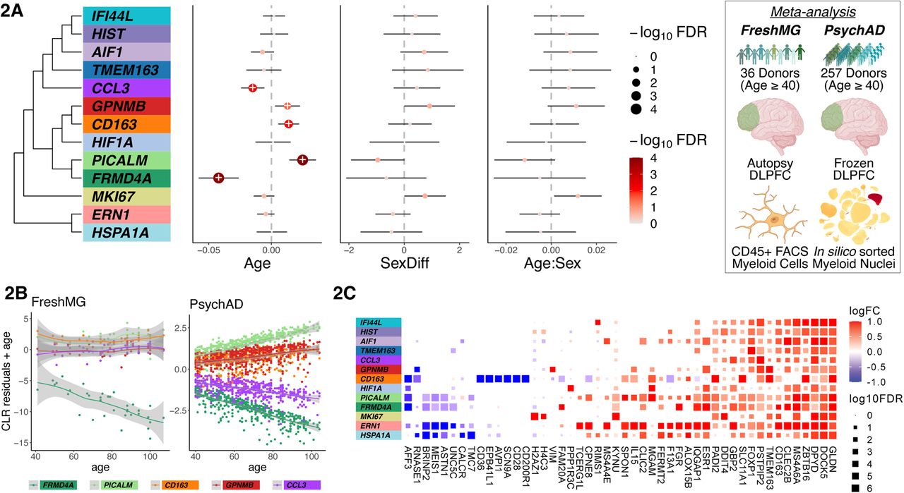 Plasticity of Human Microglia and Brain Perivascular Macrophages