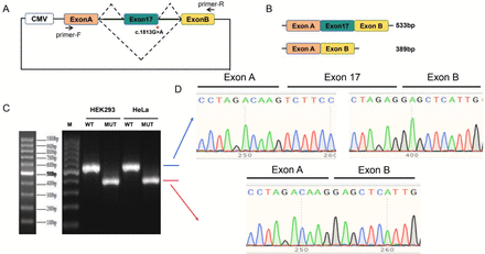 Fig. 6.