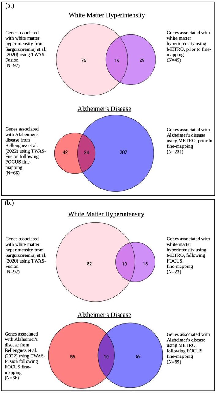 Multi ancestry transcriptome wide association studies of cognitive