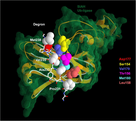 Supplementary Figure S1.