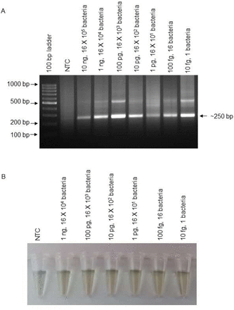 Figure 7.