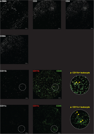 Supplementary Figure 1