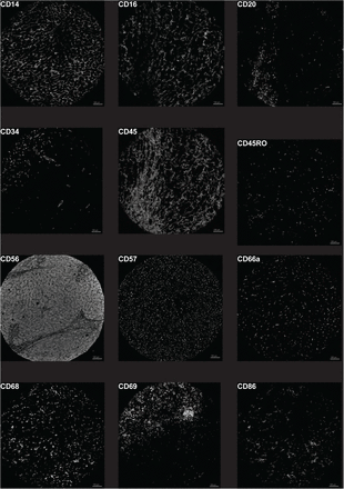 Supplementary Figure 1