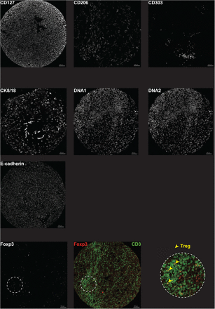 Supplementary Figure 1