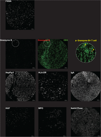 Supplementary Figure 1