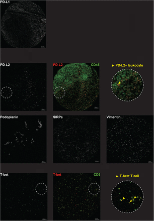 Supplementary Figure 1